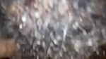 Bushy Indian pussy fucking MMS porn video