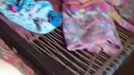 Sexy Pakistani Bhabhi fucking uncut video