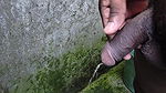 to pee Urine desi cock panis black panis handjob milking urine