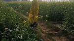 Mamta bhabhi ko khet me le jakar doggystyle me choda outdoor