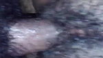 VID 20260412 WA0037