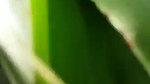 VID 20260409 WA0010