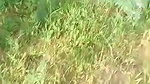 VID 20260409 WA0018