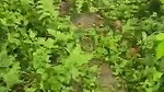 VID 20260102 WA0002