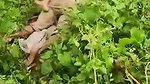 VID 20260102 WA0002