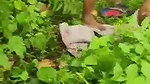 VID 20260102 WA0002