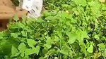 VID 20260102 WA0002
