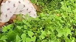 VID 20260102 WA0002