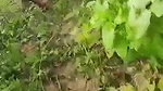 VID 20260102 WA0002