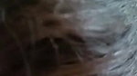 Cute Indian Bhabhi Sucking CockS