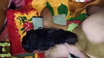 Village sister-in-law Yogita enjoys doggy style sex with her husband