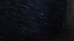mature Odiya bhabhi boob sucking by incest devar