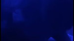 Sexy Horny Telugu Girl Sucking Dick