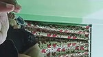 Indian sexy girl blowjob to her cousin brother