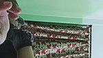 Indian sexy girl blowjob to her cousin brother