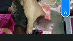 saree shemale hj