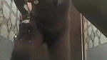 telgu aunty bathing mp4