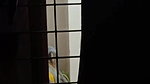 neighbor girl hidden cam sex viral dress change