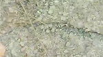 GF bushy pussy fucking outdoor sex on dry land