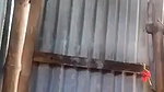 Village Sexy Wife Bathing