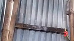 Village Sexy Wife Bathing