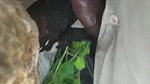 black mallu girl blowjob outdoor sex viral scandal