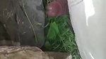 black mallu girl blowjob outdoor sex viral scandal