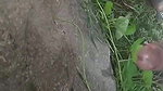 black mallu girl blowjob outdoor sex viral scandal