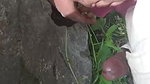 black mallu girl blowjob outdoor sex viral scandal