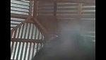 girlfriend long boobs show on video call to lover