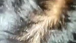 wife blowjob 5