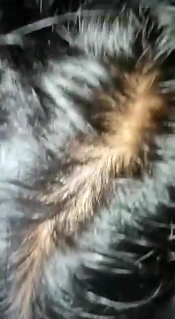 wife blowjob 5