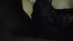 Tango bhabhi sex viral video with cleavage show