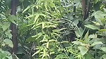 nice booby Odia girl outdoor sex viral MMS
