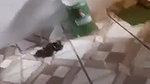 Indian lovers sex hardcore at home leaked MMS