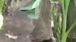 mallu wife outdoor sex at backyard of house