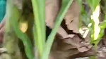 mallu wife outdoor sex at backyard of house