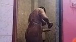 girlfriend fingering video call and nude bath