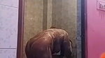 girlfriend fingering video call and nude bath