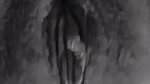 Bangladeshi girl naked showing viral big boobs