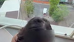 Vove Couple New BG BALCONY Sextape Onlyfans Leak