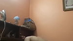 Busty divorced bhabhi sucking dick banged hard Boy friend