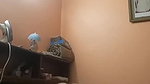 Busty divorced bhabhi sucking dick banged hard Boy friend
