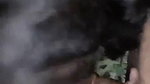 horny Indian girl blowjob to lover viral sex