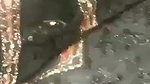 Pakistani sex riding dick GF viral sex with lover