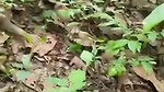 sex affair bhabhi xxx Indian outdoor jungle sex