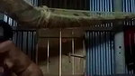 young Bengali sex Boudi viral doggy position