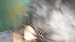 hottest bhabhi sex after giving blowjob to devar