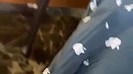 mallu Indian blowjob hottie sucking big dick