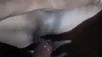 Desi girl enjoying big dick of her lover in pussy